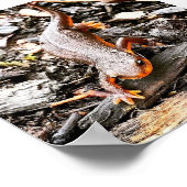 Salamander in het bos, Oregon Poster (Hoek)