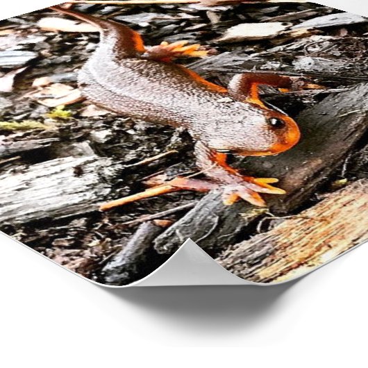 Salamander in het bos, Oregon Poster (Hoek)