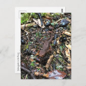 Salamander in het bos, Washington Briefkaart (Voorkant / Achterkant)