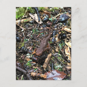 Salamander in het bos, Washington Briefkaart