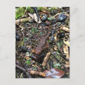 Salamander in het bos, Washington Briefkaart (Voorkant)