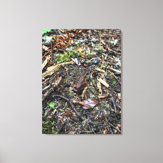Salamander in het bos, Washington Canvas Afdruk (Voorkant)