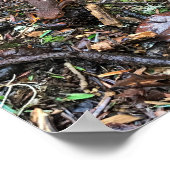 Salamander in het bos, Washington Poster (Hoek)