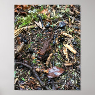Salamander in het bos, Washington Poster