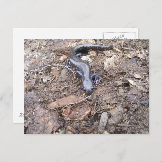 Salamander Post Card Briefkaart (Voorkant / Achterkant)