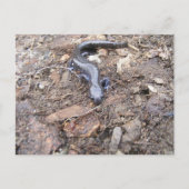Salamander Post Card Briefkaart (Voorkant)