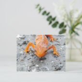 Salamander Up Close Post Card Briefkaart (Staand voorkant)