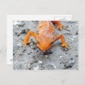 Salamander Up Close Post Card Briefkaart (Voorkant / Achterkant)