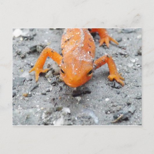 Salamander Up Close Post Card Briefkaart (Voorkant)