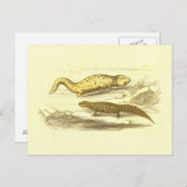 Salamander & Water Eft lithograaf Briefkaart (Voorkant / Achterkant)