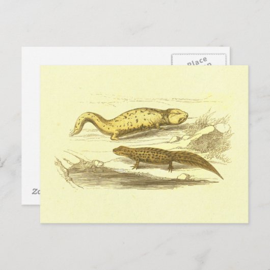 Salamander & Water Eft lithograaf Briefkaart (Voorkant / Achterkant)