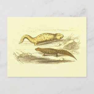 Salamander & Water Eft lithograaf Briefkaart