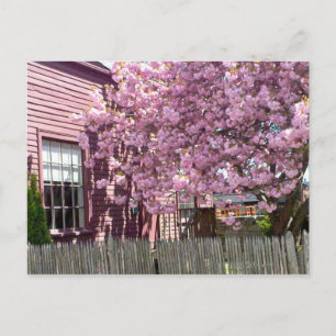 Salem Pink Blossom Briefkaart