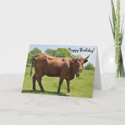 Salers koe verjaardagskaart kaart (Voorkant)