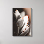 Salie groene succulent met bruine tips canvas afdruk (Voorkant)