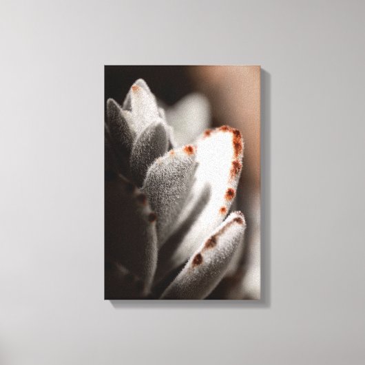 Salie groene succulent met bruine tips canvas afdruk (Voorkant)