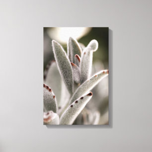 Salie groene succulent met bruine tips canvas afdruk