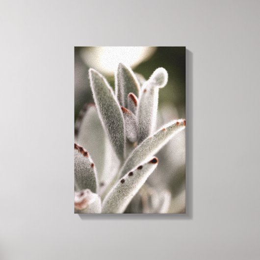 Salie groene succulent met bruine tips canvas afdruk (Voorkant)