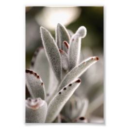 Salie groene succulent met bruine tips foto afdruk