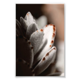 Salie groene succulent met bruine tips foto afdruk