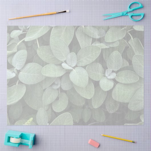 Salie tissuepapier, decoupage, botanisch groen tissuepapier (Craft)