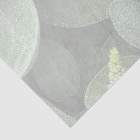 Salie tissuepapier, decoupage, botanisch groen tissuepapier (Detail)