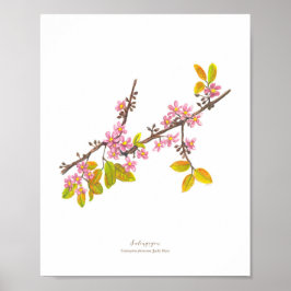 Salingogon (Cratoxylum formosum) Ph Forest Blooms Poster