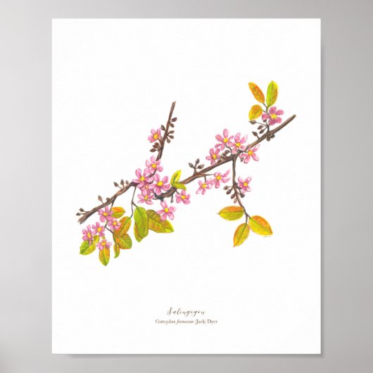 Salingogon (Cratoxylum formosum) Ph Forest Blooms Poster (Voorkant)