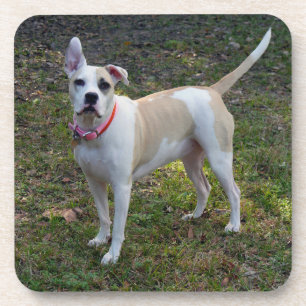 Sally - een gered hond drankjes onderzetter
