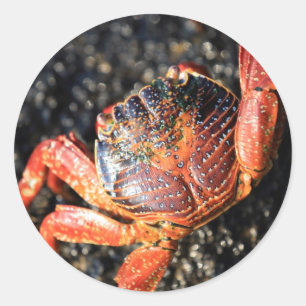 Sally lichtvoetige krab Galapagos Eilanden Ronde Sticker