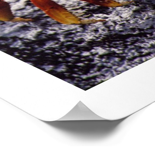 Sally light-foot krab, in afwachting van high-tide poster (Hoek)