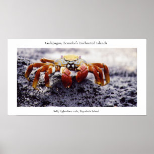 Sally light-foot krab, in afwachting van high-tide poster