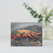 Sally Lightfoot Crab Briefkaart (Staand voorkant)