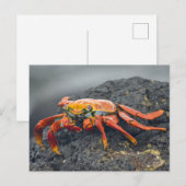 Sally Lightfoot Crab Briefkaart (Voorkant / Achterkant)