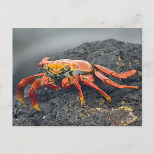 Sally Lightfoot Crab Briefkaart (Voorkant)