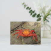 Sally Lightfoot Crab briefkaart (Staand voorkant)
