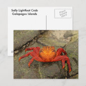 Sally Lightfoot Crab briefkaart (Voorkant / Achterkant)