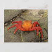 Sally Lightfoot Crab briefkaart (Voorkant)
