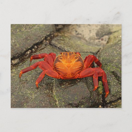 Sally Lightfoot Crab briefkaart (Voorkant)