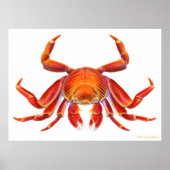 Sally Lightfoot Crab Poster (Voorkant)