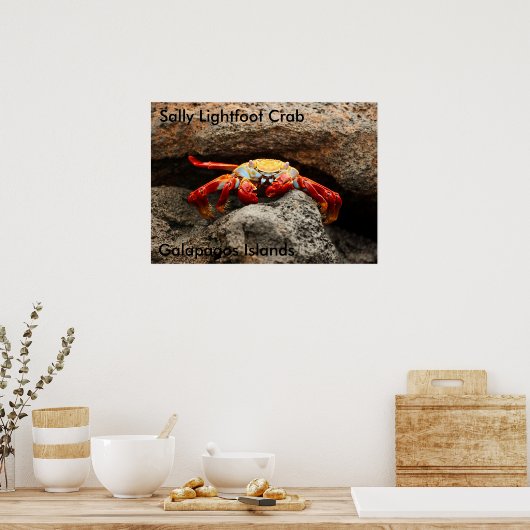 Sally Lightfoot Crab Poster (Keuken)
