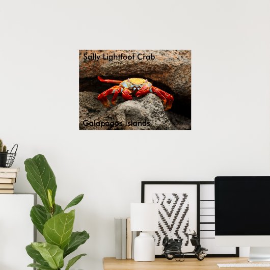 Sally Lightfoot Crab Poster (Thuiskantoor)