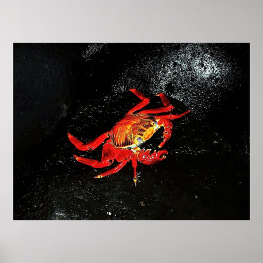 Sally Lightfoot Crab Poster (Voorkant)