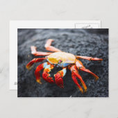 Sally lightfoot krab op een zwarte lavegrots briefkaart (Voorkant / Achterkant)