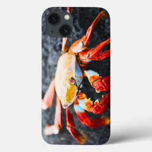 Sally lightfoot krab op een zwarte lavegrots iPhone 13 hoesje