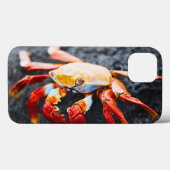 Sally lightfoot krab op een zwarte lavegrots Case-Mate iPhone case (Achterkant (horizontaal))