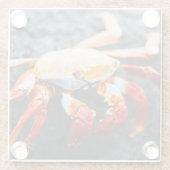 Sally lightfoot krab op een zwarte lavegrots glazen onderzetter (Achterkant)