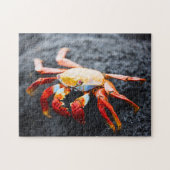 Sally lightfoot krab op een zwarte lavegrots legpuzzel (Horizontaal)