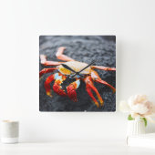 Sally lightfoot krab op een zwarte lavegrots vierkante klok (Huis)