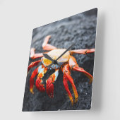 Sally lightfoot krab op een zwarte lavegrots vierkante klok (Hoek)